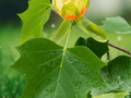 10 Seeds Liriodendron tulipifera Tulip Tree Seeds