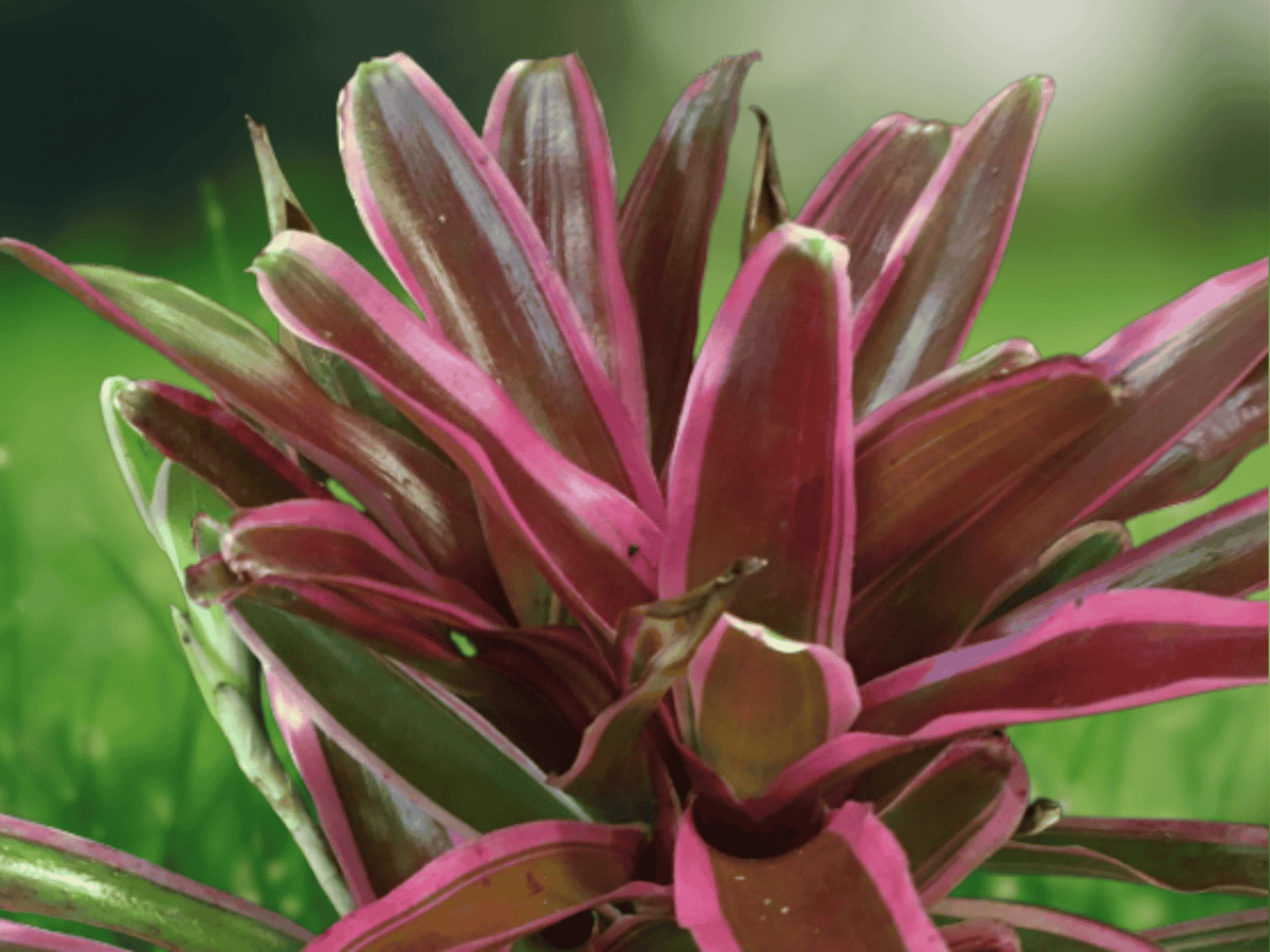 1 Live Bromeliad Neoregelia Donger Variegated House Plant 4 Inch