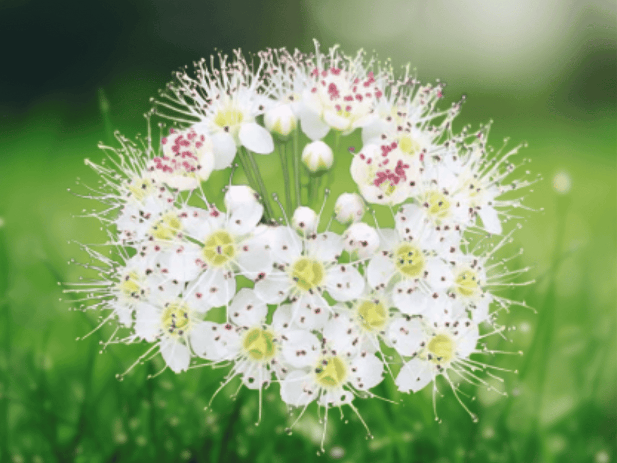 5 Live Plants Ninebark Physocarpus opulifolius Shrub Starter 12 Inch Tall