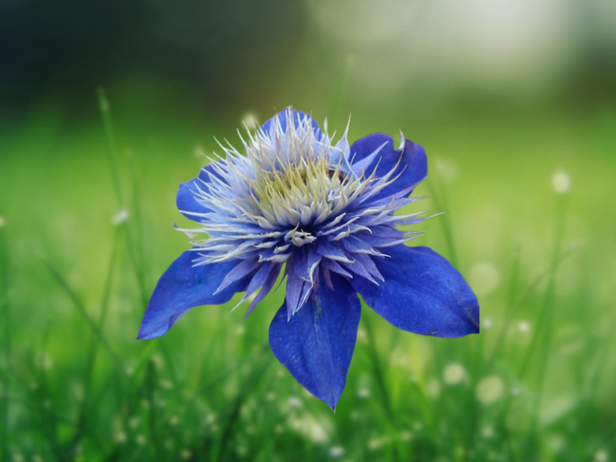 25 Seeds Double Blue Clematis Perennial Climbing Vine Deep Violet Blue Blooms Hardy Flowering Vine Garden Trellis Balcony Ornamental