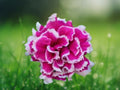 50 Seeds Double Pink White Petunia - Ruffled Two-Tone Annual Flower for Hanging Baskets, Pots & Borders