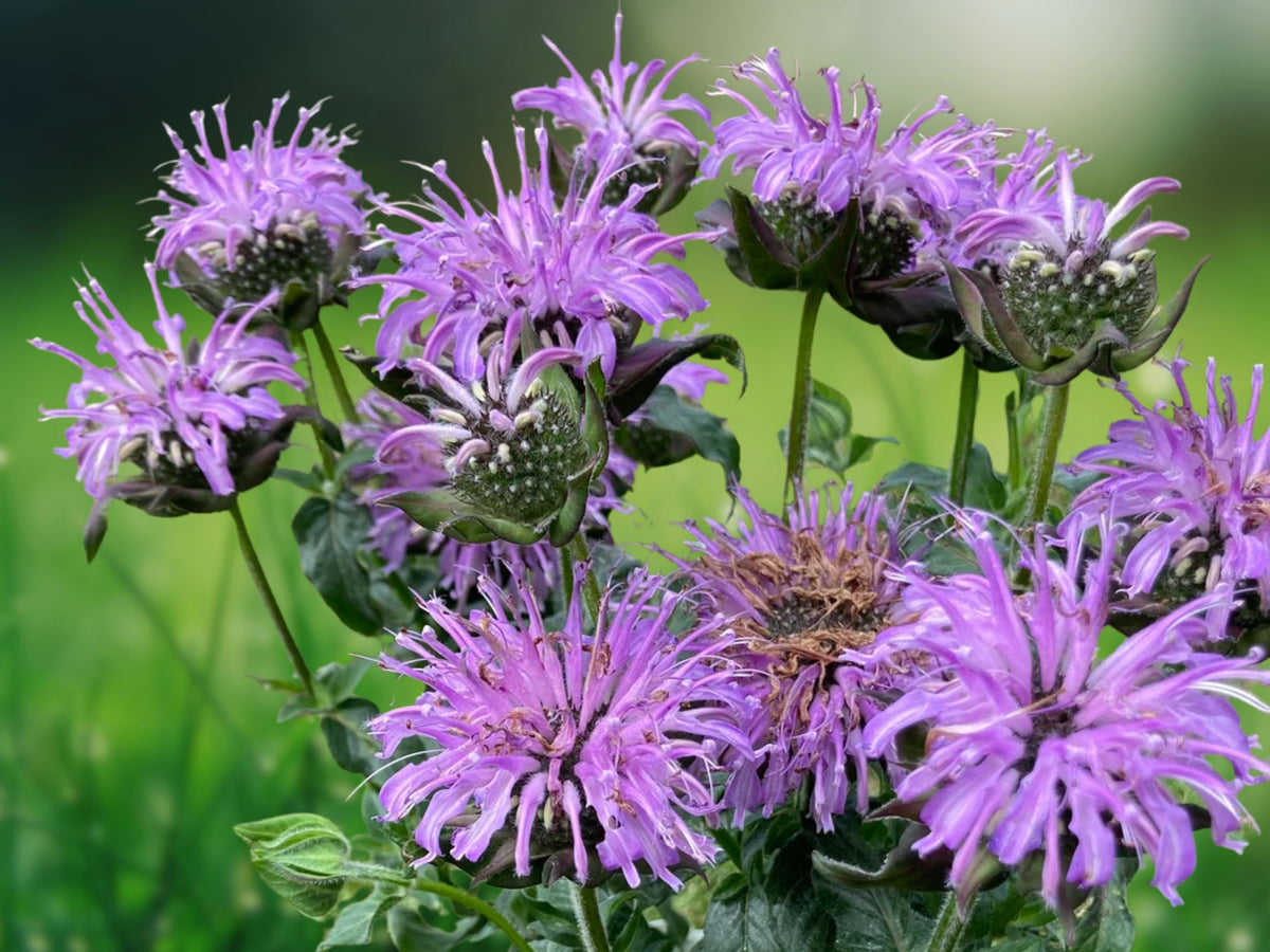 100 Seeds Bee Balm Monarda Didyma Perennial Compact Fragrant Pollinator Friendly Butterfly Hummingbird Easy Grow