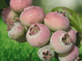 3 Primadonna Blueberry Starter Plugs Vaccinium corymbosum Live Plant
