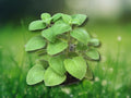 2 Well Rooted Cuban Oregano Mexican Mint Live Plant 6-8 Inches
