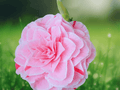 1 Live Plant Dad's Pink Camellia Japonica Starter Plant