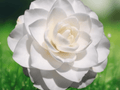 1 Starter Plant Sea Foam Camellia Japonica Live Plant