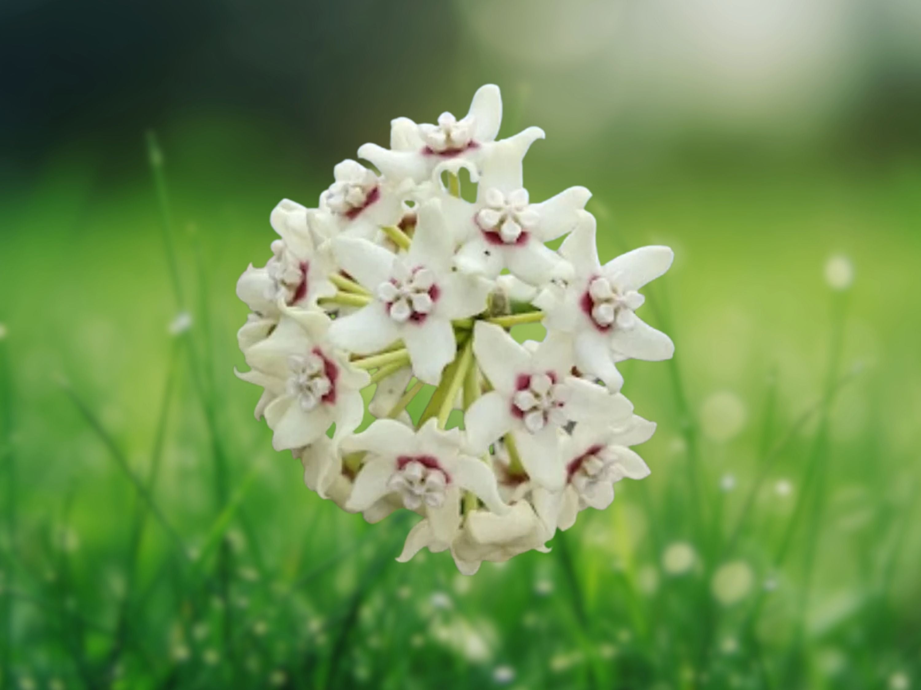 1 Live Plant Hoya Australis Vine Wax Flower, Fragrant Climbing Houseplant