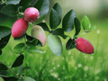 5 Seeds Natal Plum Carissa macrocarpa Tropical Evergreen Shrub Edible Fruit