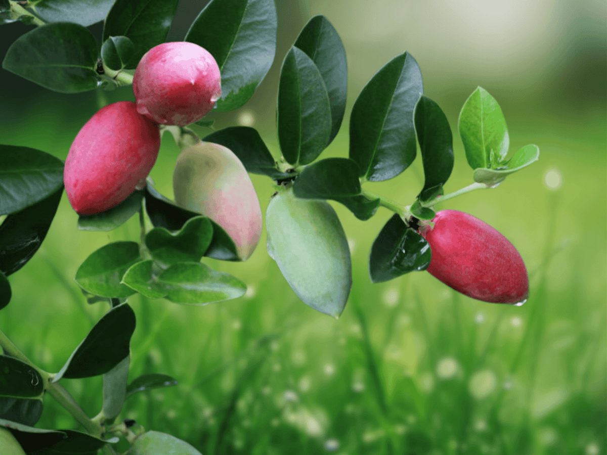 5 Seeds Natal Plum Carissa macrocarpa Tropical Evergreen Shrub Edible Fruit
