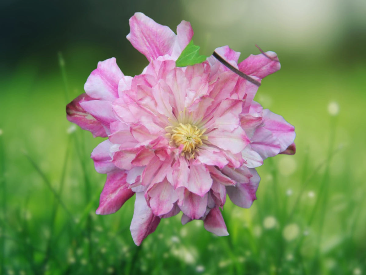 25 Seeds Double Light Pink Clematis Perennial Flowering Vine Soft Pastel Blooms Hardy Climber Garden Trellis Balcony Ornamental