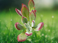 1 Live Plant Echeveria Pulvinata 'Oliver' Red Succulent - Fuzzy Red Tipped Rosette Starter