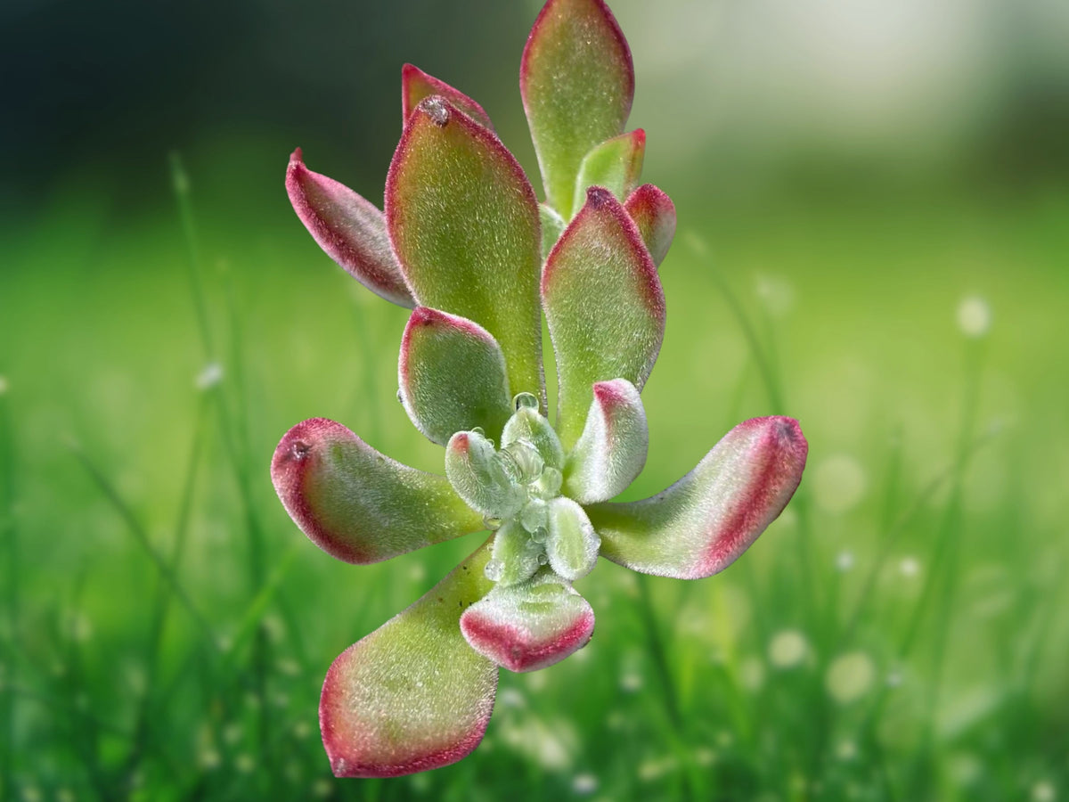 1 Live Plant Echeveria Pulvinata 'Oliver' Red Succulent - Fuzzy Red Tipped Rosette Starter