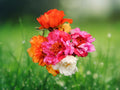 100 Moss Rose Seeds Double Mix - Ruffled Succulent Annual - Drought Tolerant Border Flower