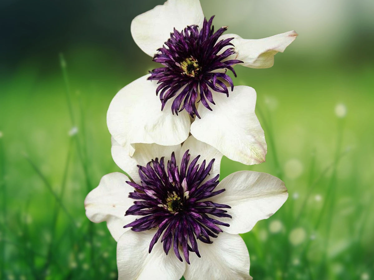 25 Seeds Clematis Climbing Vine White Purple Bi-Color Perennial Flower Trellis Fence Patio Garden