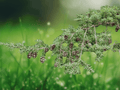 5 Seeds Tsuga heterophylla Western Hemlock Evergreen Conifer Tree