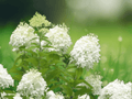 3 PeeGee Hydrangea Live Plants 6 Inch Bare Root Starter Plants Hardy Shrub