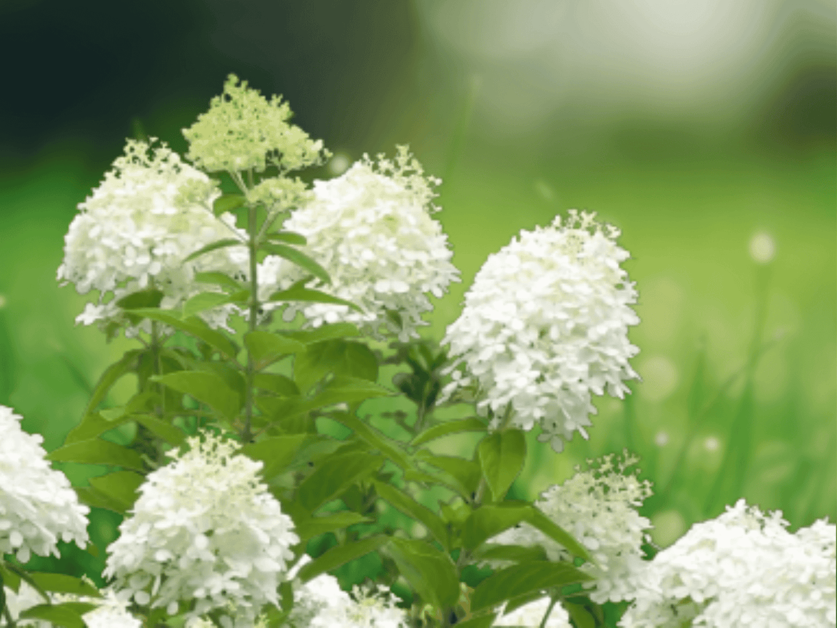 3 PeeGee Hydrangea Live Plants 6 Inch Bare Root Starter Plants Hardy Shrub