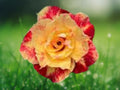 4 Seeds Desert Rose Adenium Obesum Exotic Succulent Bonsai Orange Red Tropical Flower