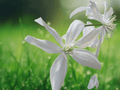 5 Seeds Clematis armandii Evergreen Clematis Climbing Vine White Fragrant Blooms