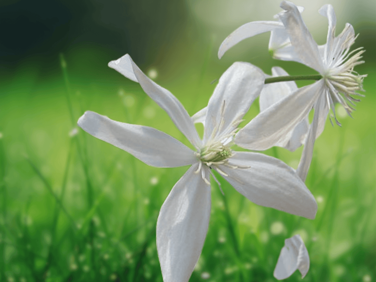 5 Seeds Clematis armandii Evergreen Clematis Climbing Vine White Fragrant Blooms