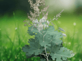 5 Seeds Macleaya cordata Plume Poppy Tall Perennial
