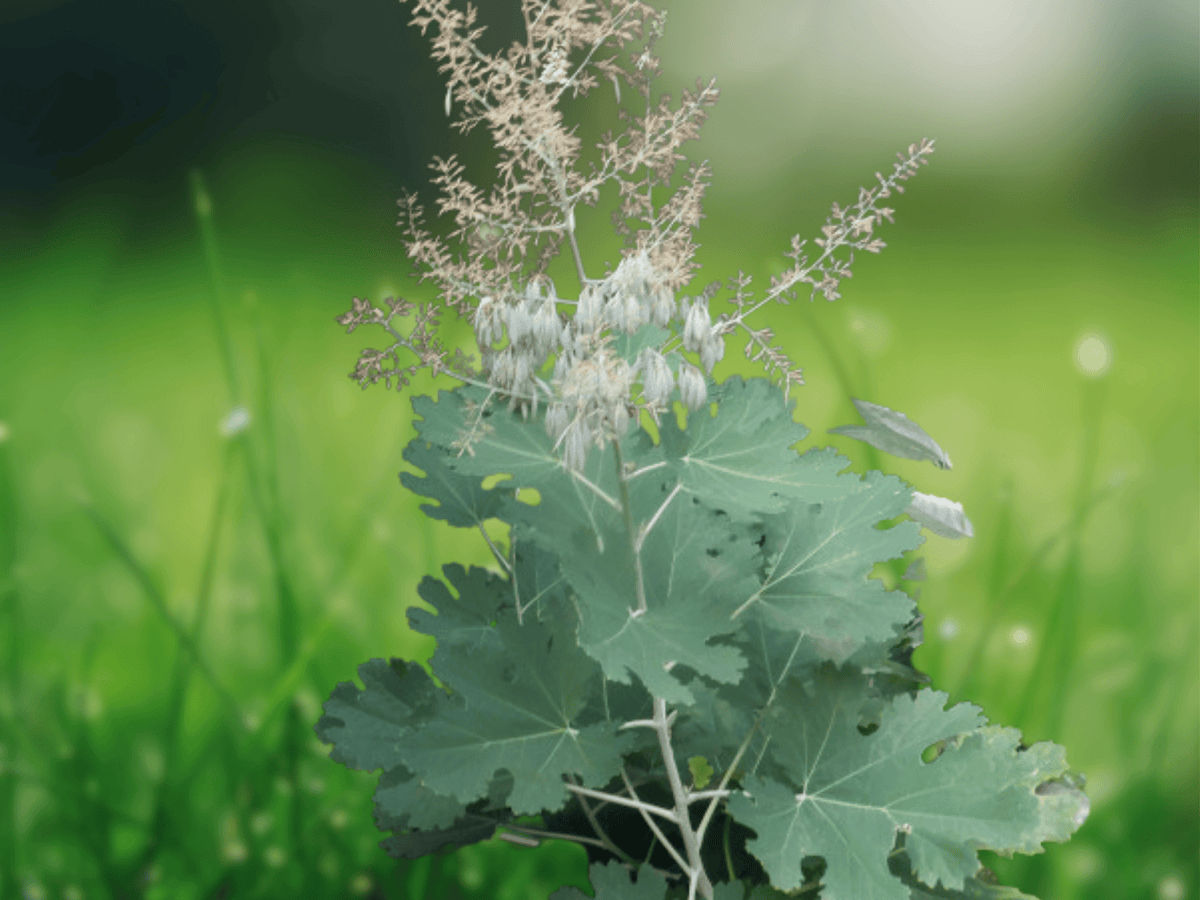 5 Seeds Macleaya cordata Plume Poppy Tall Perennial