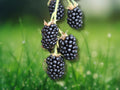 2 Live Plants Thornless Blackberry 'Ponca' Rubus