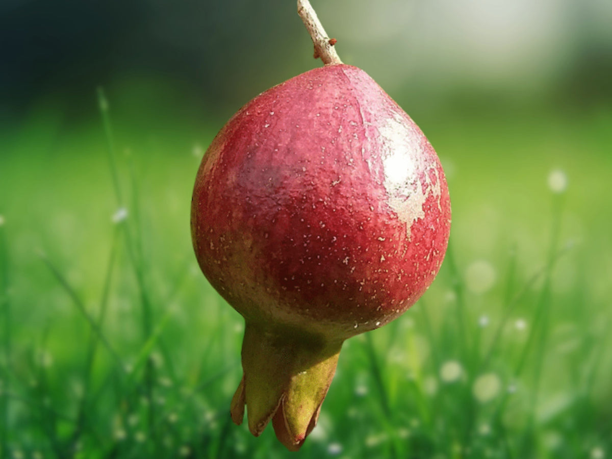 1 Live Plant Wonderful Pomegranate Punica Granatum 6-8 Inch Starter Sweet Juicy Fruit Tree