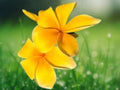 5 Seeds Bright Yellow Plumeria Frangipani Tropical Flower Tree Golden Fragrant Exotic Easy Grow Patio Container