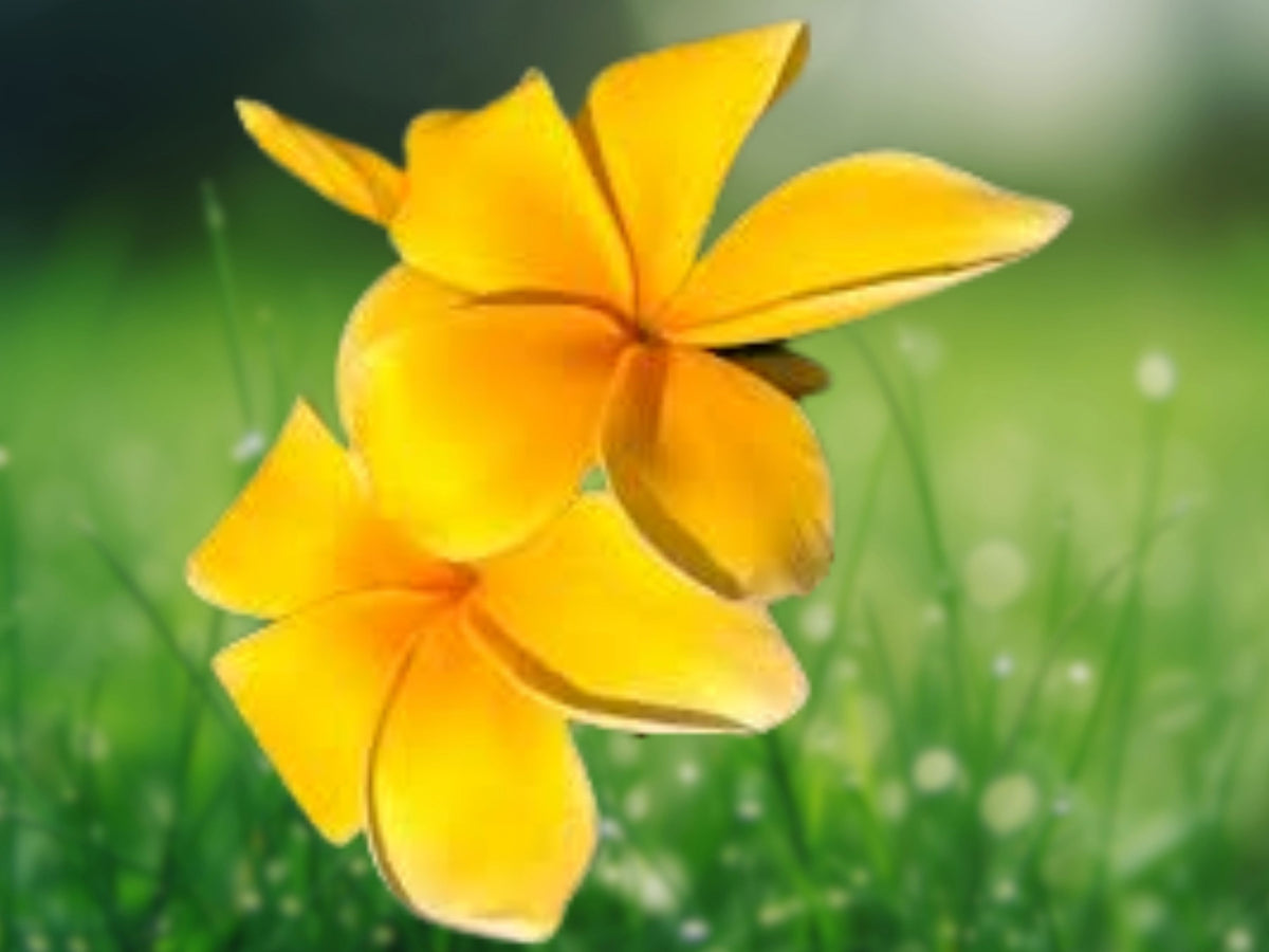 5 Seeds Bright Yellow Plumeria Frangipani Tropical Flower Tree Golden Fragrant Exotic Easy Grow Patio Container
