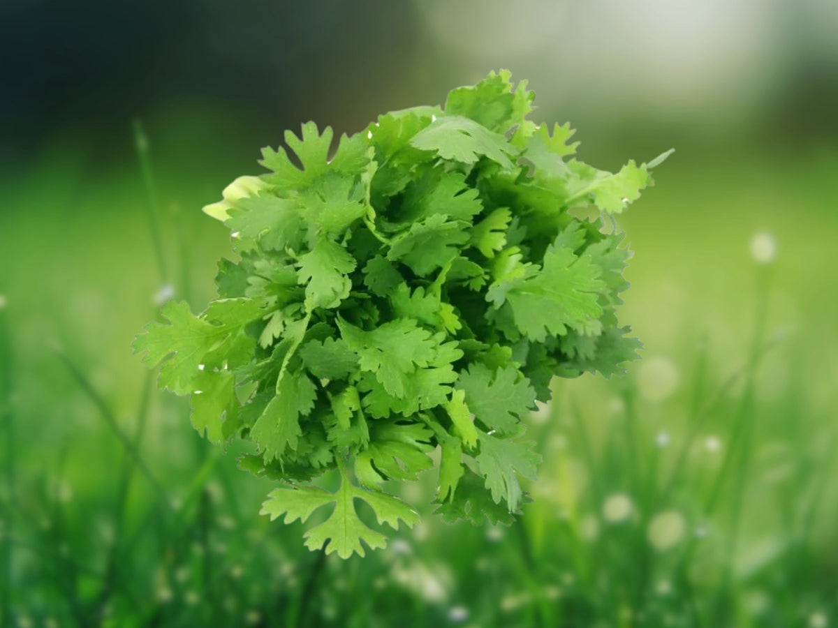 25+ Seeds Cilantro Split Leisure Coriander Herb Edible Leaves Easy Grow Kitchen Garden Patio Container