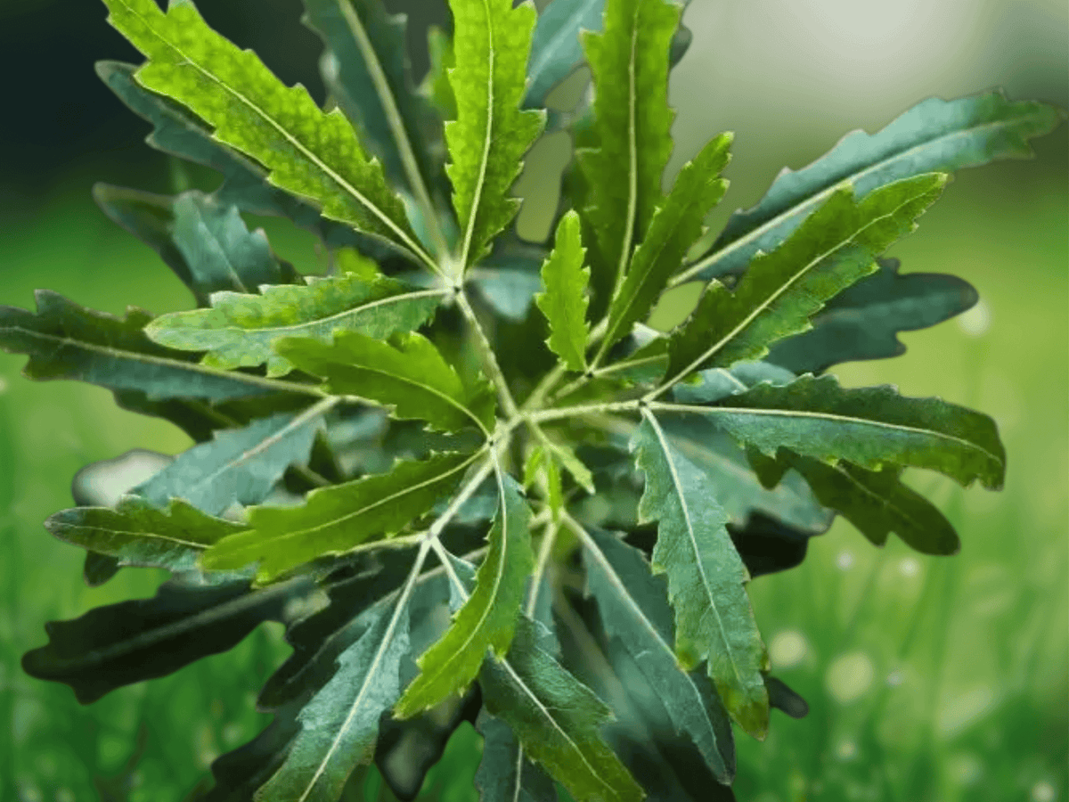 5 Seeds Schefflera elegantissima (False Aralia) – Tropical Foliage Plant