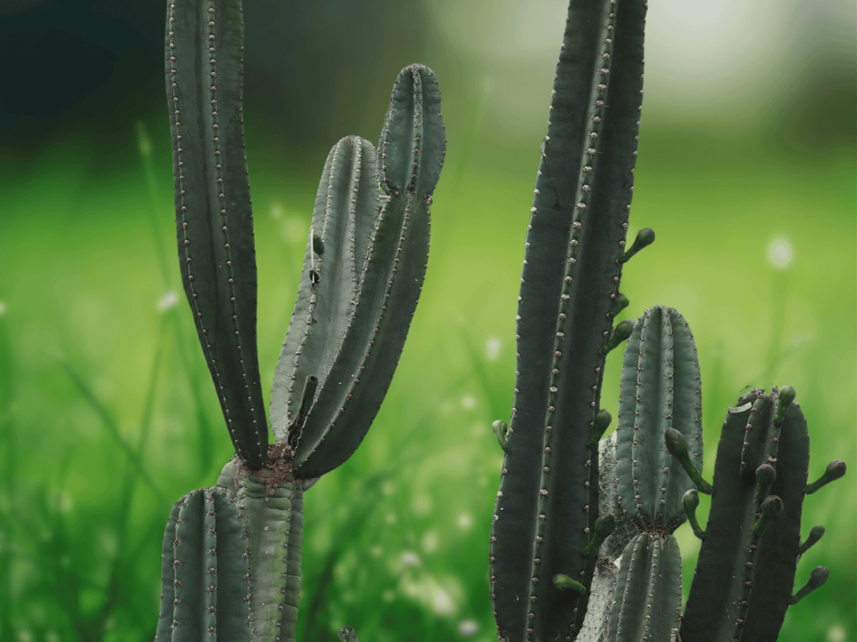 5 Seeds Cereus hildmannianus Hedge Cactus Columnar Cactus Easy To Grow