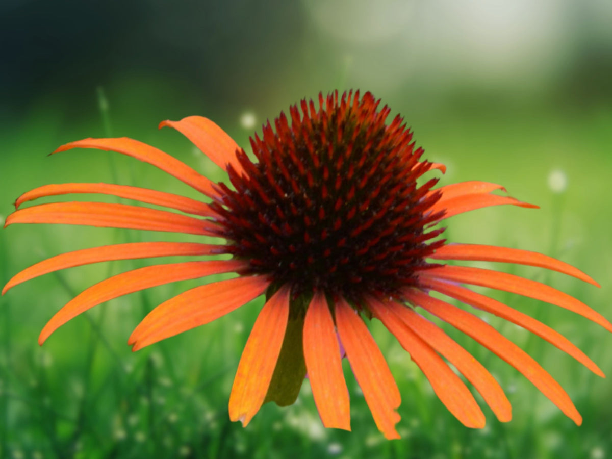 50 Seeds Orange Coneflower Echinacea Perennial Orange Blooms Hardy Pollinator Drought Tolerant