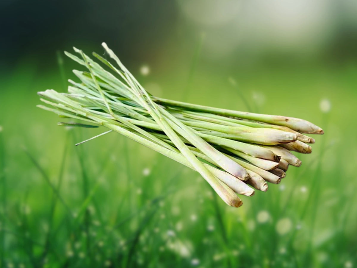 300+ Seeds Lemongrass Cymbopogon Citratus Culinary Herb Perennial Fragrant Easy Grow Container