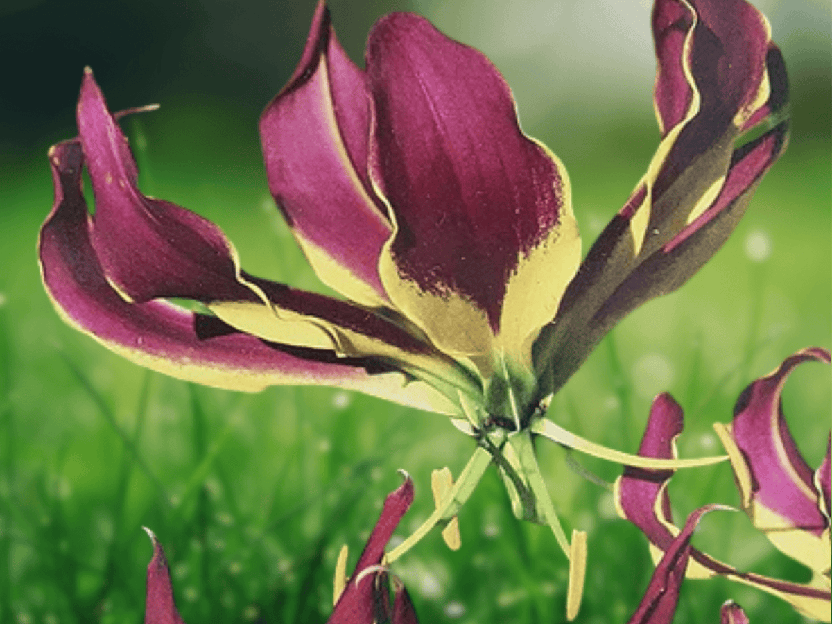 5 Seeds Gloriosa carsonii Purple Gloriosa Lily Climbing Vine Flower Seeds