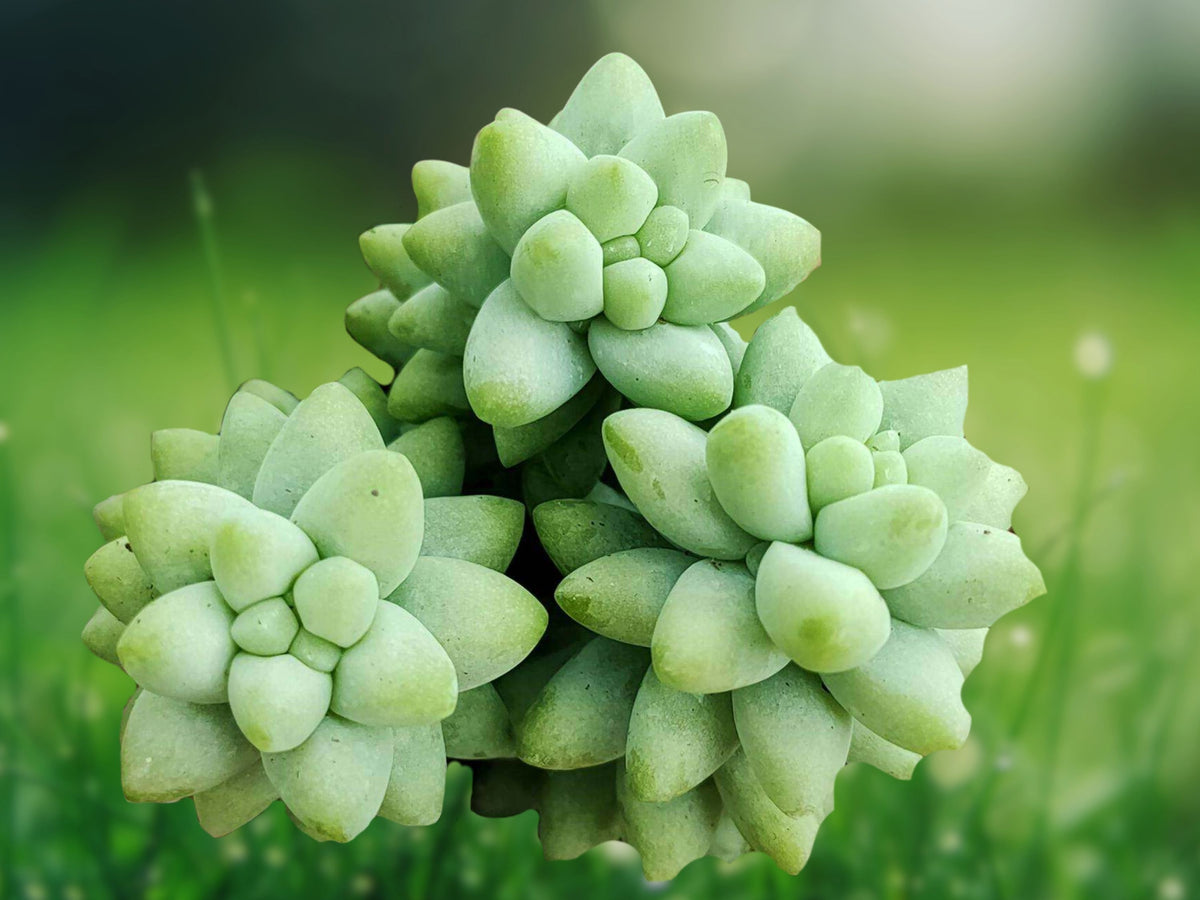 1 Live Plant Sedum burrito Donkey Tail Succulent - Trailing Potted Starter for Indoor Décor