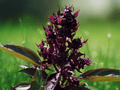 1 Live Plant Thai Basil Siam Queen Herb Starter Plant Culinary Herb for Herb Gardens Containers Edible Gardens