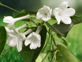 5 Seeds Stephanotis floribunda Madagascar Jasmine Star-Shaped Fragrant Climber