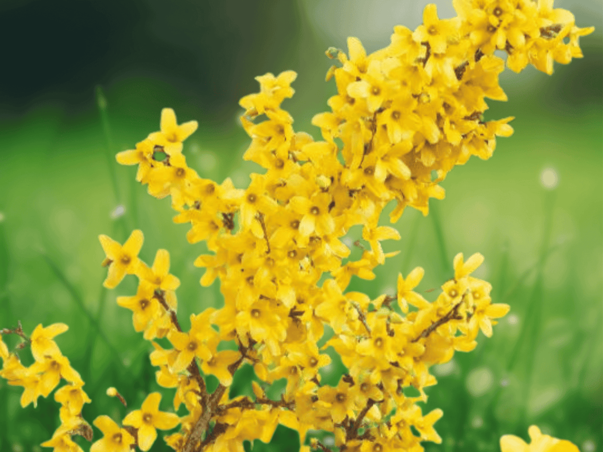 1 Forsythia Shrub Live Plant 12 Inches Bare Root Starter Yellow Flowers Hedging Landscape