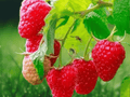 1 Latham Red Raspberry Live Plant Plug Rubus idaeus Summer Bearing Hardy Zones 3-8