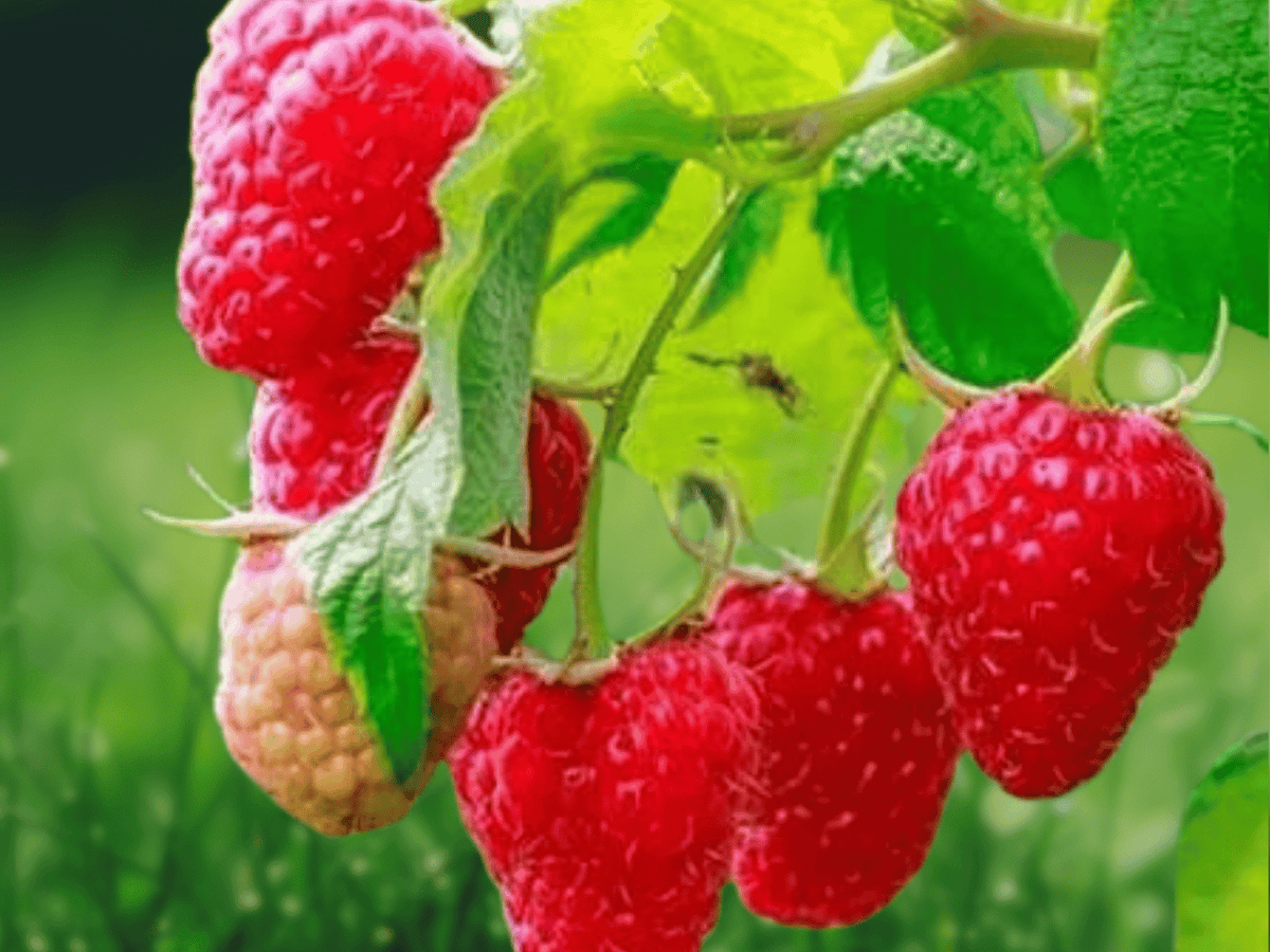 1 Latham Red Raspberry Live Plant Plug Rubus idaeus Summer Bearing Hardy Zones 3-8