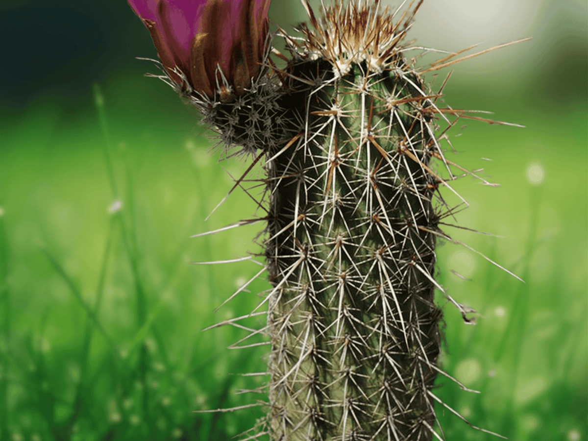 10 Seeds Echinocereus engelmannii var. boyce-thompsonii (Engelmann Hedgehog Cactus) Hardy Cactus
