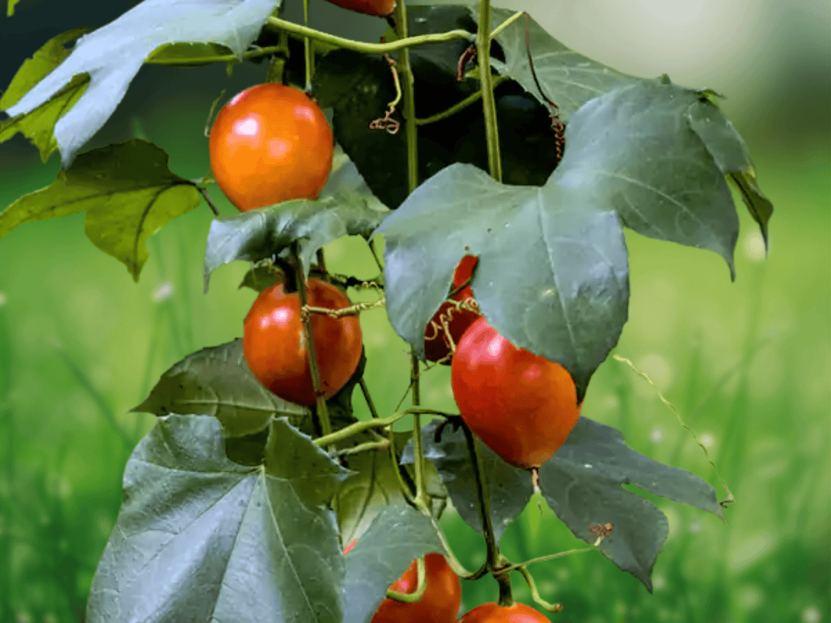 5 Seeds Trichosanthes tricuspidata Indrayan Ornamental Vine Tropical