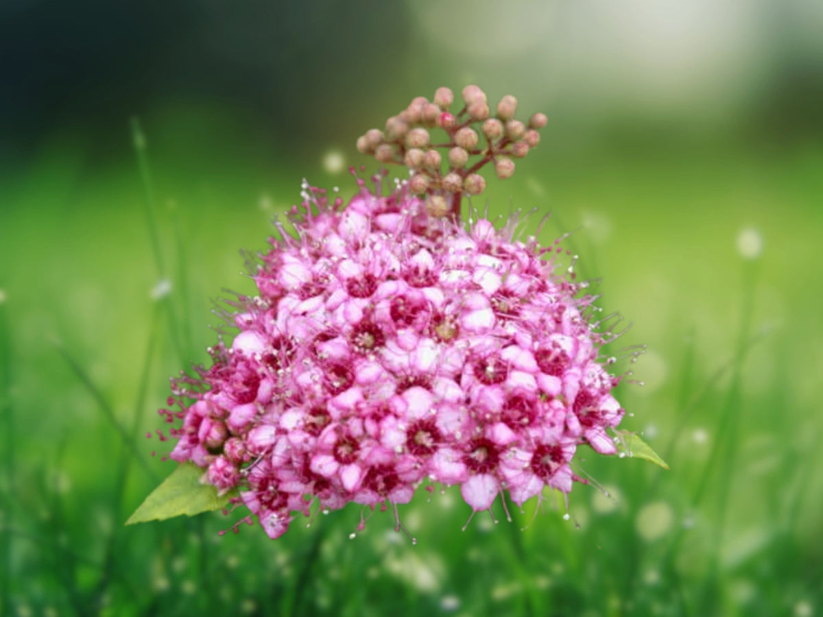 100 Dwarf Pink Spiraea Seeds Compact Shrub Pink Blooms Easy Grow Flowering Bush Ornamental Landscape Border Patio Garden Plant