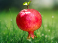 1 Live Plant Pomegranate Afganski Russian and Sirenyevi Cold Hardy Punica granatum