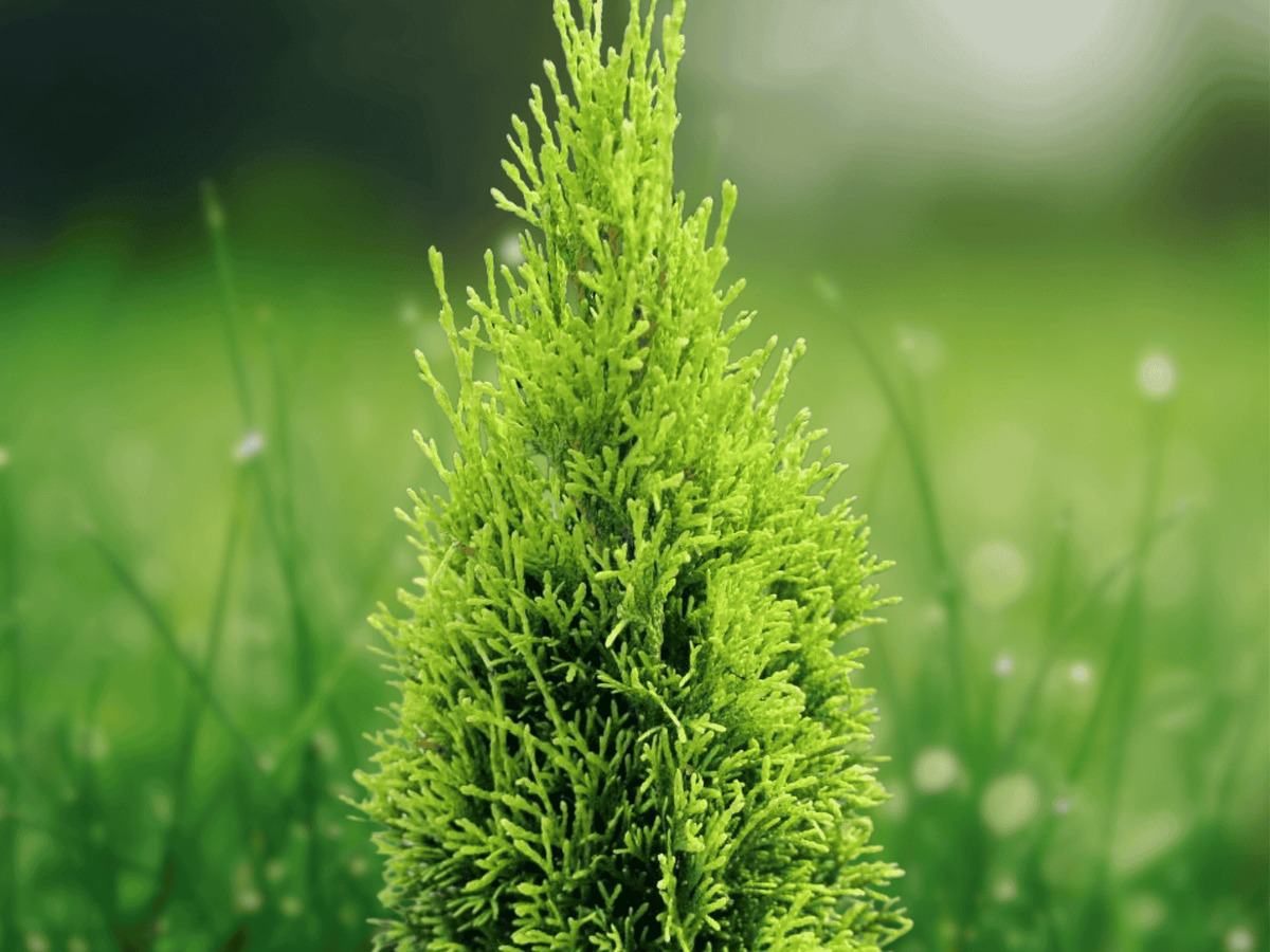 20 Live Plants Emerald Green Arborvitae Thuja occidentalis