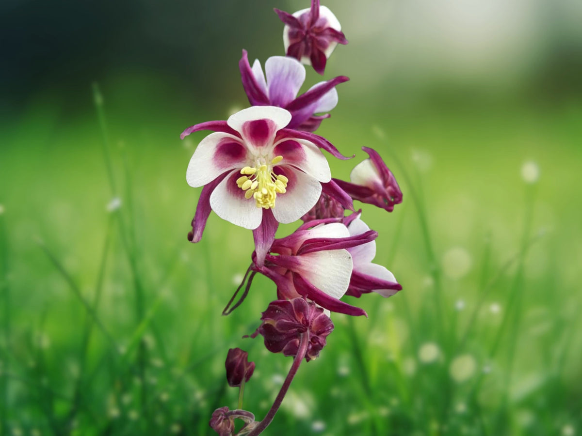 50 Seeds Aquilegia Double Maroon White Columbine Perennial Bicolor Shade Loving Flower