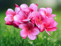 5 Seeds Plumeria Pink White Frangipani Tropical Tree Fragrant Flowers Patio Container