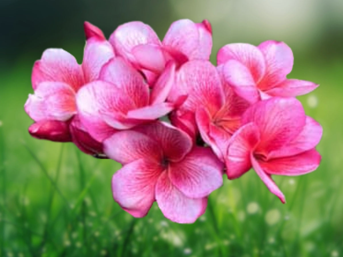 5 Seeds Plumeria Pink White Frangipani Tropical Tree Fragrant Flowers Patio Container